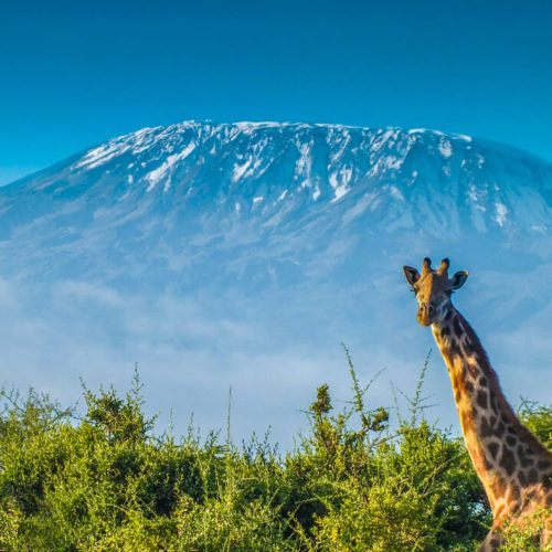 Kilimanjaro beklimmen VSO challenge